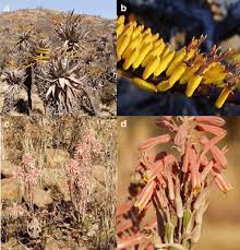 Image result for Aloe greatheadii