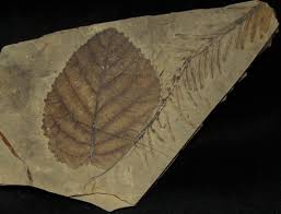 This explains why the vast. Fossils What Is A Fossil Fossilera Com