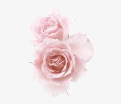 Maybe you would like to learn more about one of these? Rose Red Flowers Pink Roses Flower Png Images Pastel Rose Light Pink Background Free Transparent Png Download Pngkey