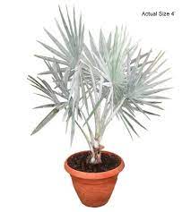 We did not find results for: Bismark Palm Tree Bismarckia Nobilis Silver Bismarck Palm