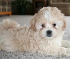 Rare tuxedo black color with a white chest. Shih Poo Shih Tzu Poodle Mix Facts Temperament Training Diet Puppies Pictures