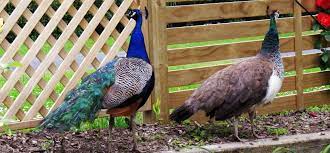 See more ideas about peacock, peafowl, bird. Opinion Plea For Action On Plague Of Peacocks Nz Herald