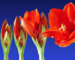 Image of flower blooming