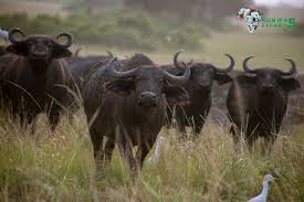 Kubwa Five Safaris Limited reviews, tours, photos