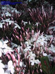 Check spelling or type a new query. Plantfiles Pictures Jasminum Species Pink Jasmine Winter Jasmine Jasminum Polyanthum By Kell
