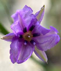 Image result for Wahlenbergia paludicola