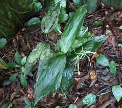 Image result for Corymborkis