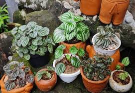 Check spelling or type a new query. Types Of Peperomia 15 Recommended Varieties To Grow Indoors