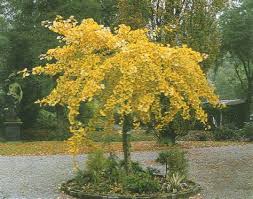 Ginko Biloba Pendula Blumenbaum Baumgarten Baume Garten