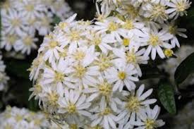 Image result for Olearia