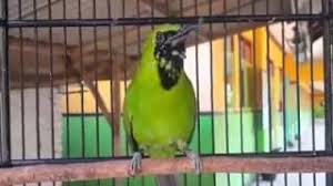 Check spelling or type a new query. Cucak Hijau Ijo Banyuwangi Bahan Trotol Youtube