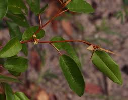 Image result for Croton pseudopulchellus