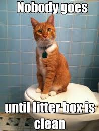 You Shall Not Pass Anything Cat Memes Clean Cat Memes Cat Jokes