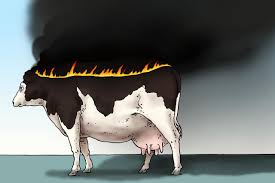 Vous ne pouvez lire le monde que sur un. Reduire Sa Consommation De Viande Indispensable Pour La Planete