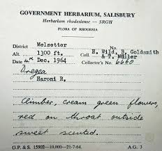 Image result for Telosma africana