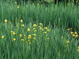 Image result for Iris pseudacorus