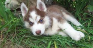 Dogs and puppies cats and kittens horses rabbits birds snakes. Cute Siberian Husky Puppies For Sale Tampa Bay For Sale Daytona Beach Pets Dogs