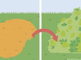 Why is my grass dying in patches? 3 Ways To Bring Back Dead Grass Wikihow