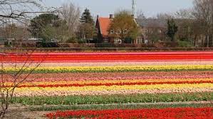 Hoping to visit the gorgeous tulip fields in the netherlands? Visit A Tulip Farm Near Amsterdam Tulip Festival Amsterdam