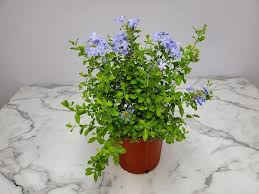 Image result for Plumbago auriculata