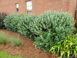 Florida privet grows quite quickly, so if you'd like a nice, tall privacy shrub in a short amount of time, these hedge plants will reach up to 15 feet tall in no time. Pineapple Guava An Outstanding Florida Friendly Shrub Gardening In The Panhandle