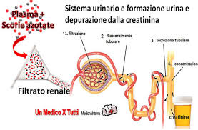 La clearance renale di una determinata sostanza viene definita come il volume di plasma (espresso in ml) che viene depurato di quella sostanza nel suo passaggio attraverso i reni in una determinata unità. Stadi Del Danno Renale Cronico La Clearance Della Creatinina