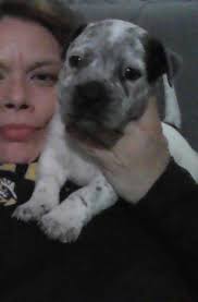 Found! Thank you so much!!! He will NOT be going back to that family Hey  guys, my friend lost her dog sometime today at the save and shop