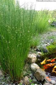 Image result for Juncus