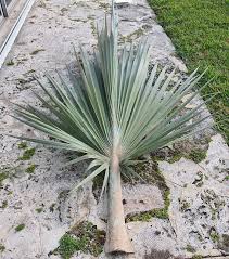 Image result for Latania loddigesii