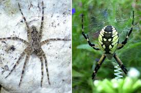 Aug 25, 2014 · wisconsin residents have reported increased sightings of the fishing spider, which can grow up to 3 or 4 inches in size and is known for going under water to catch small fish. Chicago S Biggest Spiders Are Nearly The Size Of Your Hand South Loop Chicago Dnainfo