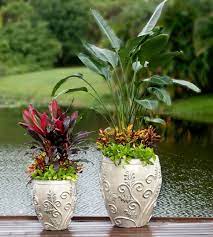 White Bird Of Paradise Sedum Star And Mammey Crotons In Glazed Pottery Designed By Pa Container Gardening Backyard Pool Landscaping Birds Of Paradise Plant