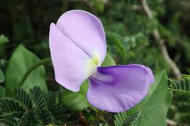 Image result for Vigna unguiculata