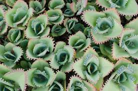 Image result for Kalanchoe pinnata