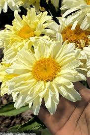 Image result for Leucanthemum