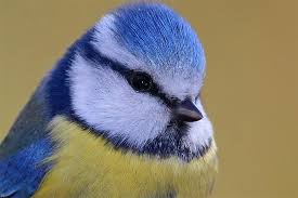 Parus caeruleus) ist eine vogelart der gattung cyanistes aus der familie meisen (paridae). Vogelportrat Blaumeise Nabu