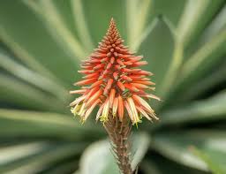We did not find results for: Spring Blooming Aloe Vera Photograph By Debra Martz