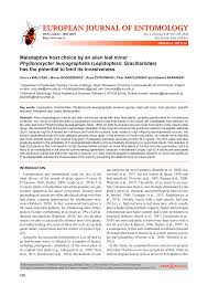 Image result for Phyllonorycter leucographellus