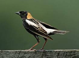 Black And White Spotted Bird Ontario Bobolink Black And White Birds Birds Big Bird