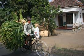 penggemukan sapi limosin yang cepat