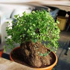 Image result for Dioscorea dregeana