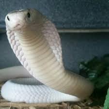 Leucistic Monocled Cobra Naja Kaouthia Cobra Snake Beautiful Snakes King Cobra Snake