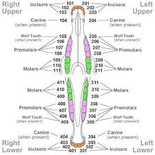 A rabbit's mouth has three sets of teeth set far in the front for biting, similar to the front teeth of a human. Diagram Dentition In Mammals Pets Lovers