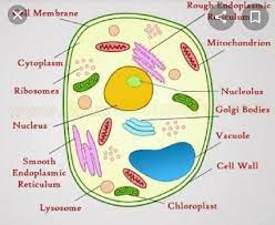 All cells have cell membranes, and the membranes are flexible. Cell Wall Is Present In Plant Cells Outside The Plasma Membrane It Is Absent In Animal Cells Where Brainly In