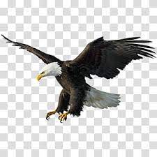 Flying Eagle Illustration Bald Eagle Drawing Illustration Flying Eagles Transparent Background Png Clipart Eagle Drawing Bald Eagle Eagle Painting