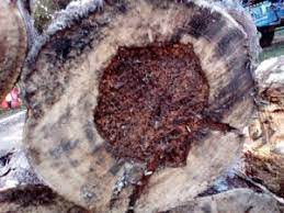 19 Benefits and Uses for Agarwood Oud Oil
