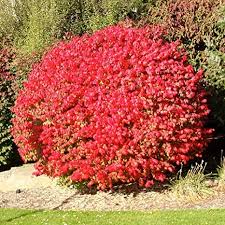 Pruning burning bush in summer. Amazon Com Pixies Gardens Burning Bush Shrub Blue Green Colored Leaves In Summer Turns Into Fiery Red Autumn Foliage Making It An Excellent Landscape Plant 2 Gallon Home Kitchen