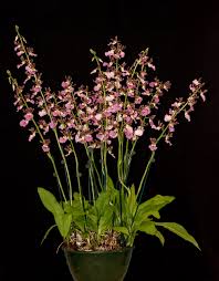 Image result for Eulophia guineensis