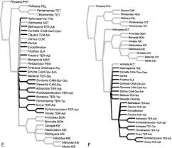 Image result for Balthasaria schliebenii