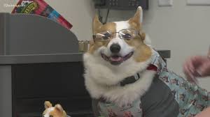 Check out these seven fun facts about the pembroke welsh corgi. Corgi Professor Teaching Life Lessons At Pvcc Kgw Com
