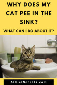 why does my cat pee in the sink? what